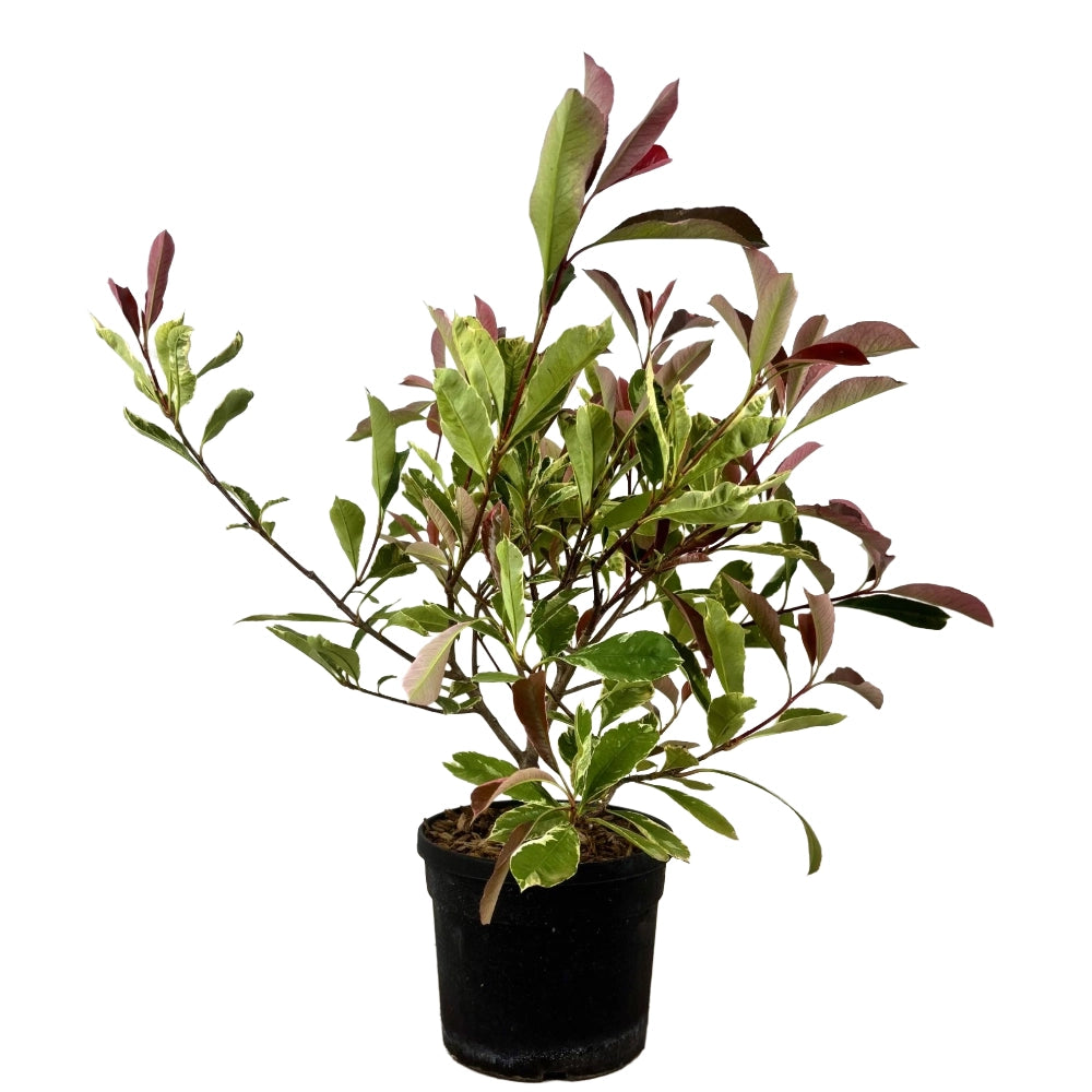 Pianta di PHOTINIA variegata LOUISE MECLARLOU cesp. h 70 cm VASO 18 FOTO REALE