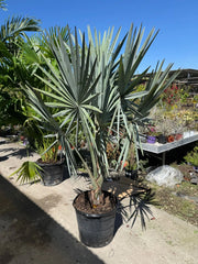 Bismarckia nobilis Silver H 180cm Palma tropicale foglia argento foto reale