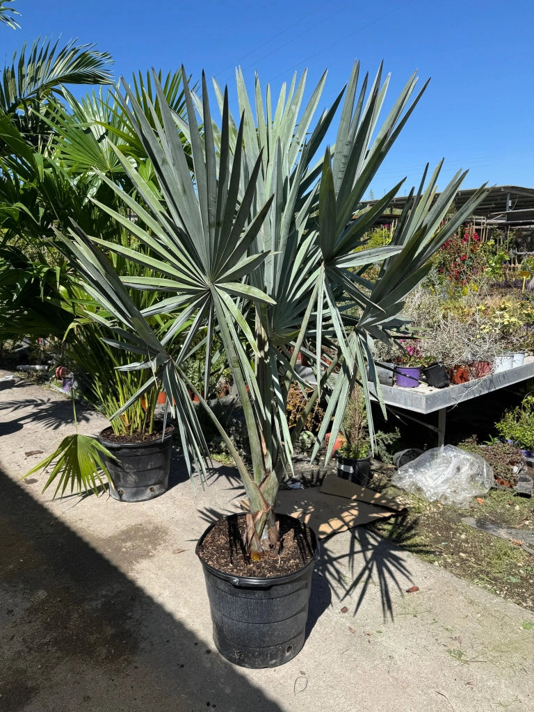 Bismarckia nobilis Silver H 180cm Palma tropicale foglia argento foto reale