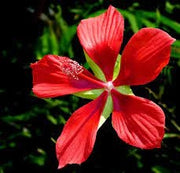 Pianta di Hibiscus coccineus fiore rosso foto reali H 150cm