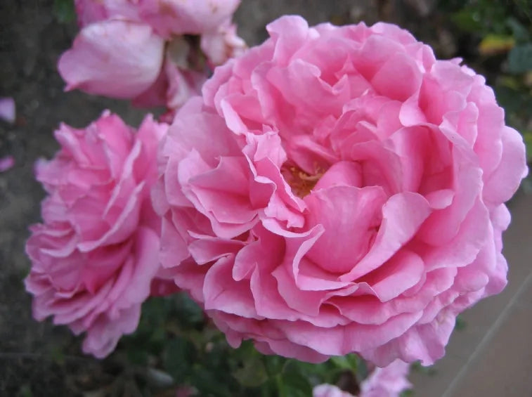 Gardenaria Rosa rampicante 'Yves Piaget' Meilland - Rosa da giardino Altezza: 180 cm (vaso 17)