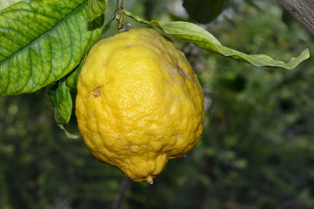 Gardenaria Cedro - Citrus medica - Pianta di agrume da frutto in vaso Altezza: 70/80 cm (vaso 22)