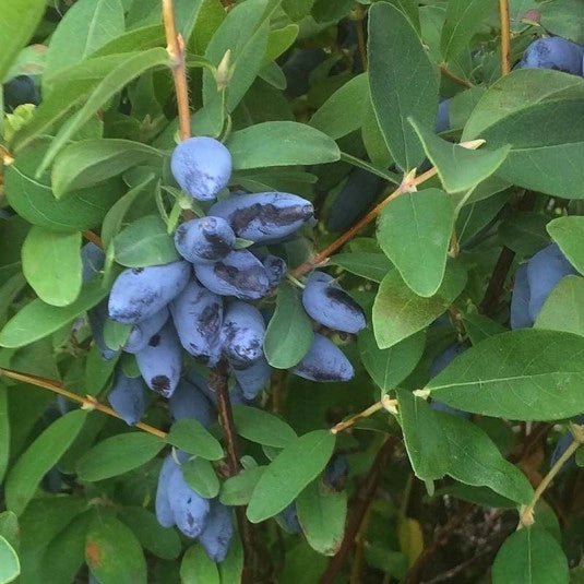 MIRTILLO SIBERIANO - Lonicera kamtschatica Aurora V.15 Pianta cespugliosa Frutta