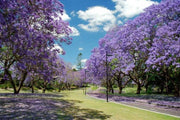 Paulownia tomentosa PAULONIA vaso 16cm H 40 cm foto reali
