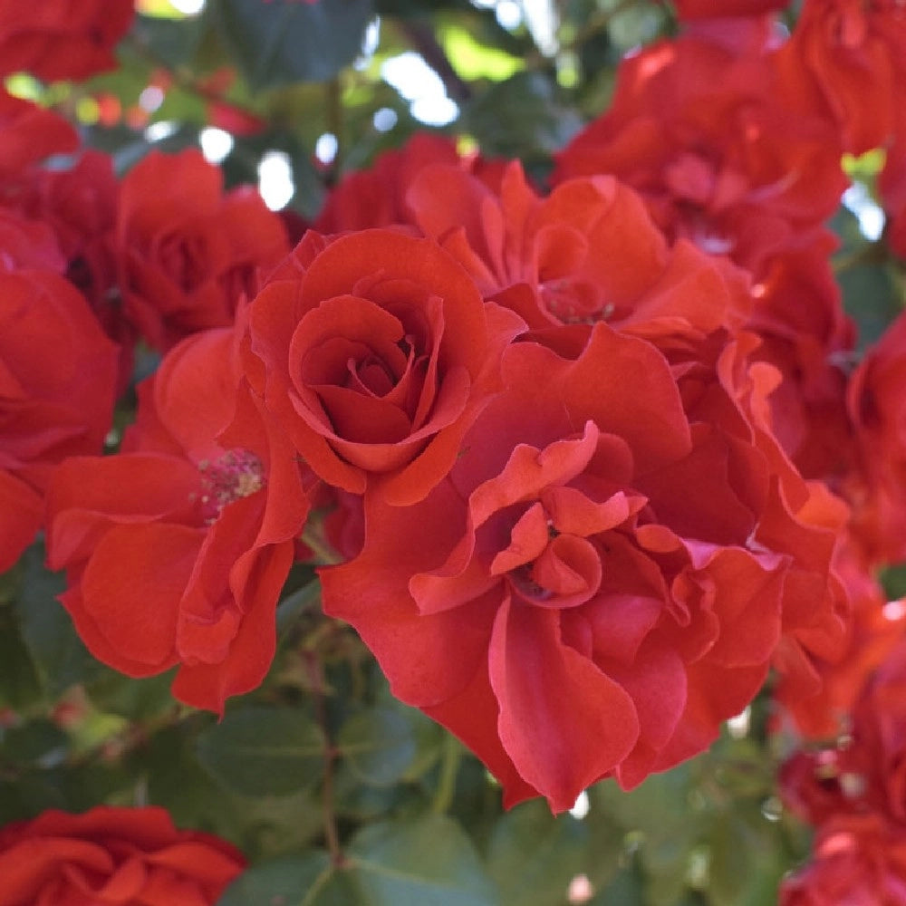 Pianta ROSA BREVETTATA LA SEVILLANA ® RAMPICANTE rossa MEILLAND in vaso 20 cm AMGarden