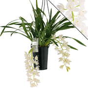 Gardenaria Cymbidium white 'Ice cascade' - Pianta da interno ornamentale Altezza: 60 cm (vaso 14)