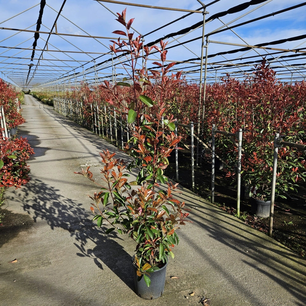 Photinia Magical Vulcano V24 – Arbusto Sempreverde Compatto a Foglia Rossa
