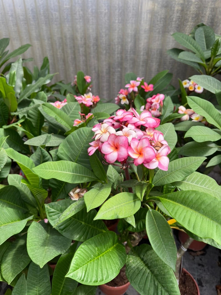 "Frangipani" Plumeria Gemini vaso 20 cm H60 – Pianta tropicale dai fiori profumati