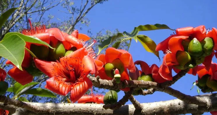 Pianta Ceiba Bombax, H70cm, foto reali