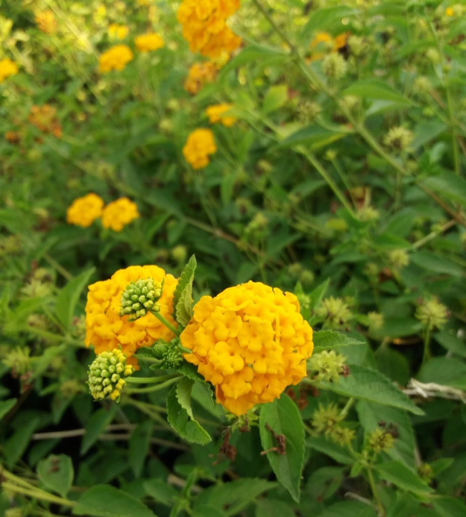Stock Lotto 10 Lantana sellowiana gialla/arancio - Pianta Strisciante Vaso 14 Foto Reali