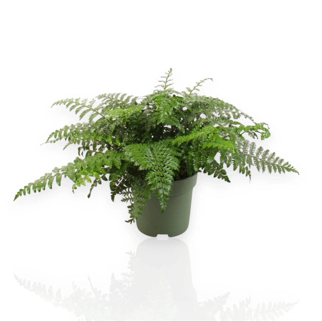 Gardenaria Asplenium parvati - Pianta da interno ornamentale Altezza: 25 cm (vaso 12)