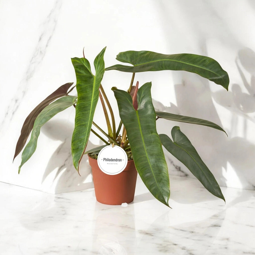 Gardenaria Philodendron atabapoense - Pianta da interno ornamentale Altezza: 30 cm (vaso 12)