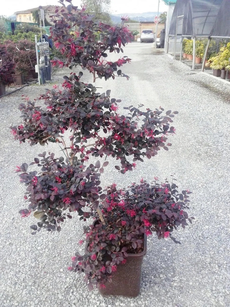 Gardenaria Loropetalum chinense 'Black Pearl' - Arbusto ornamentale da giardino Altezza: 50 cm (vaso 24)
