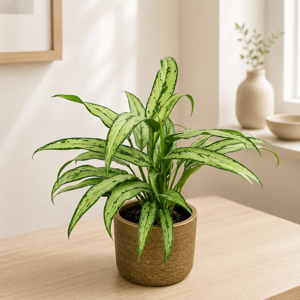 Gardenaria Aglaonema 'Cutlass' - Pianta da interno ornamentale Altezza: 40 cm (vaso 12)