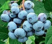 Mirtillo americano vaccinium corymbosum - Pianta di frutta frutto Foto Reali