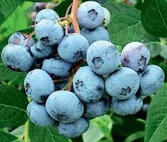 Mirtillo americano vaccinium corymbosum - Pianta di frutta frutto Foto Reali