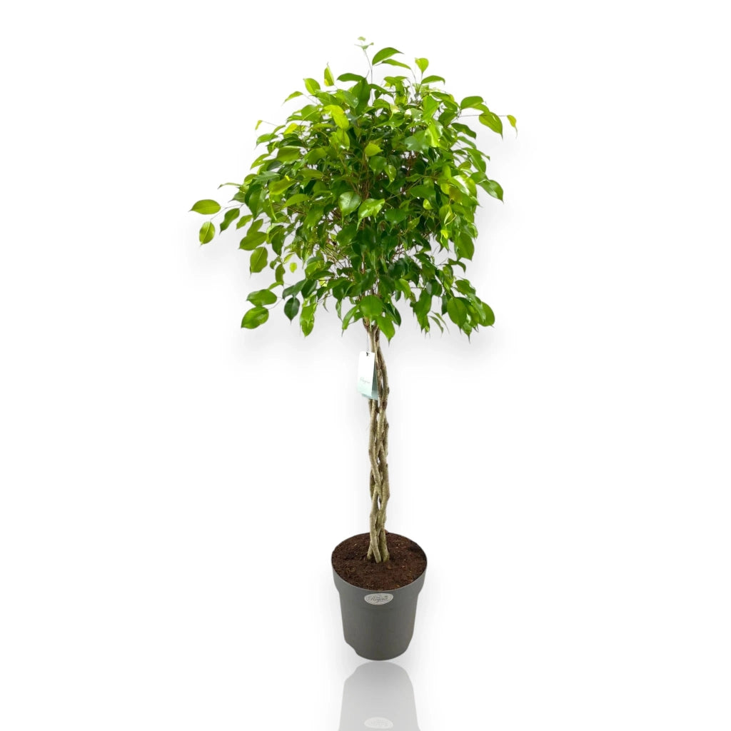 Gardenaria Ficus benjamina 'Exotica' - Pianta da interno ornamentale Altezza: 100 cm (vaso 24)