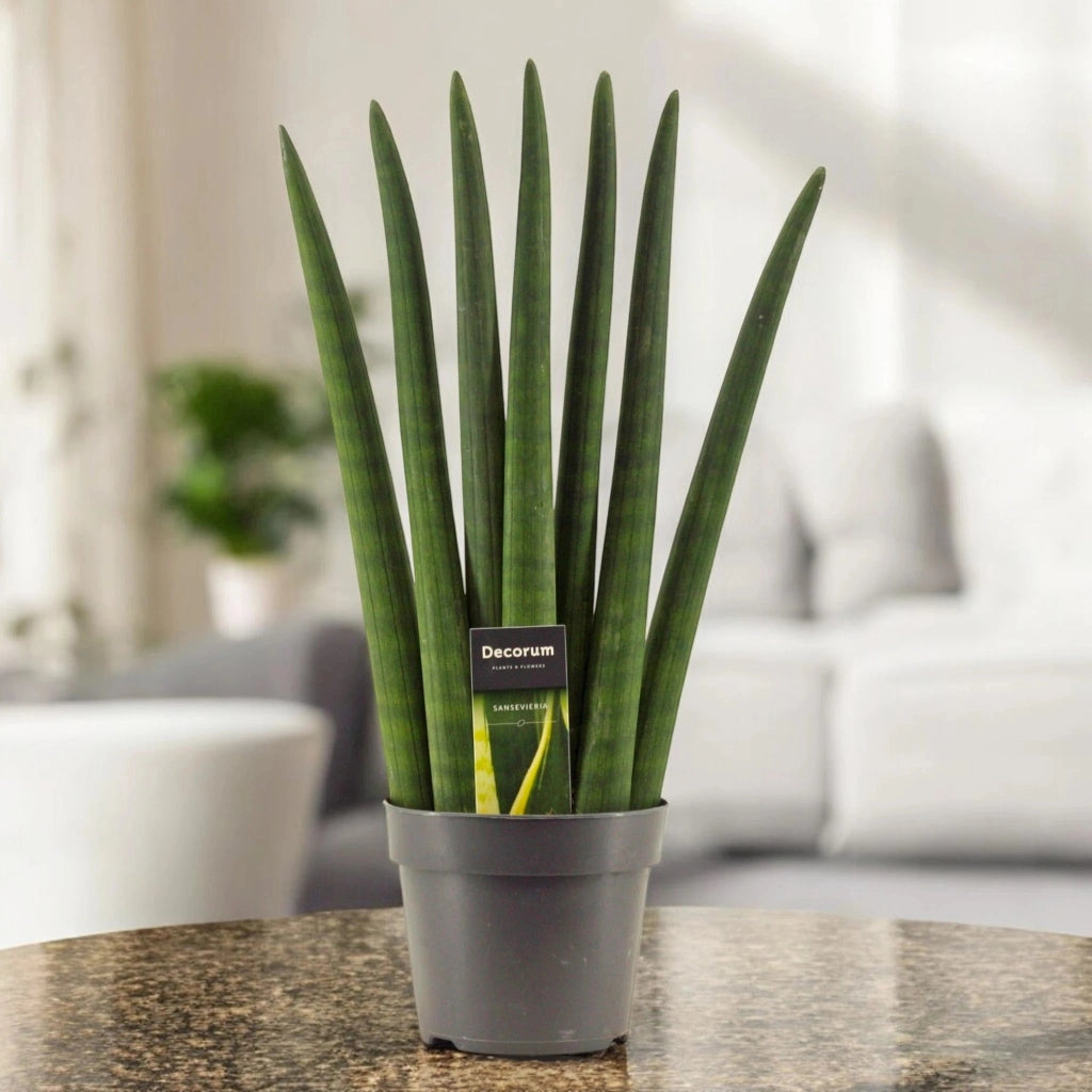Gardenaria Sansevieria cylindrica 'Fan' - Pianta da interno ornamentale Altezza: 35 cm (vaso 12)