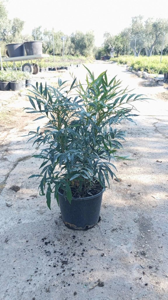 MAHONIA FORTUNEI (MAONIA) VASO 18