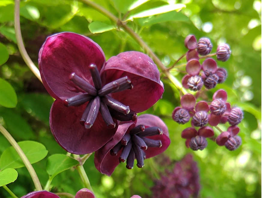 Gardenaria Akebia quinata - Pianta rampicante ornamentale da esterno Altezza: 100/120cm (vaso 19)