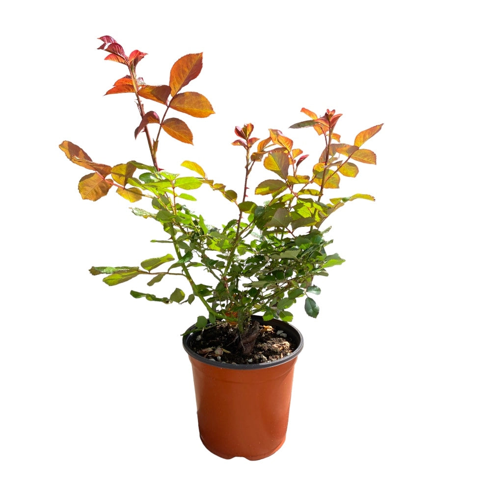 Pianta ROSA LAETITA CASTA ® MEILLAND bicolore vera PROFUMATA vaso 19 cm AMDGarden