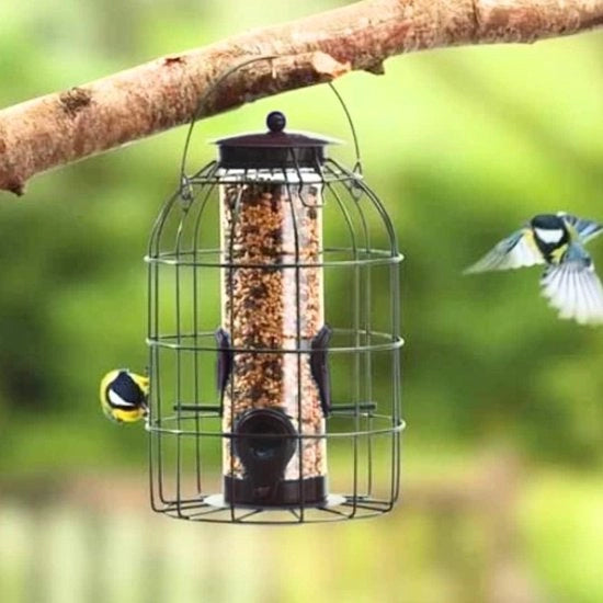Nutrizione per uccelli selvatici: goditi gli uccelli in tuo giardino
