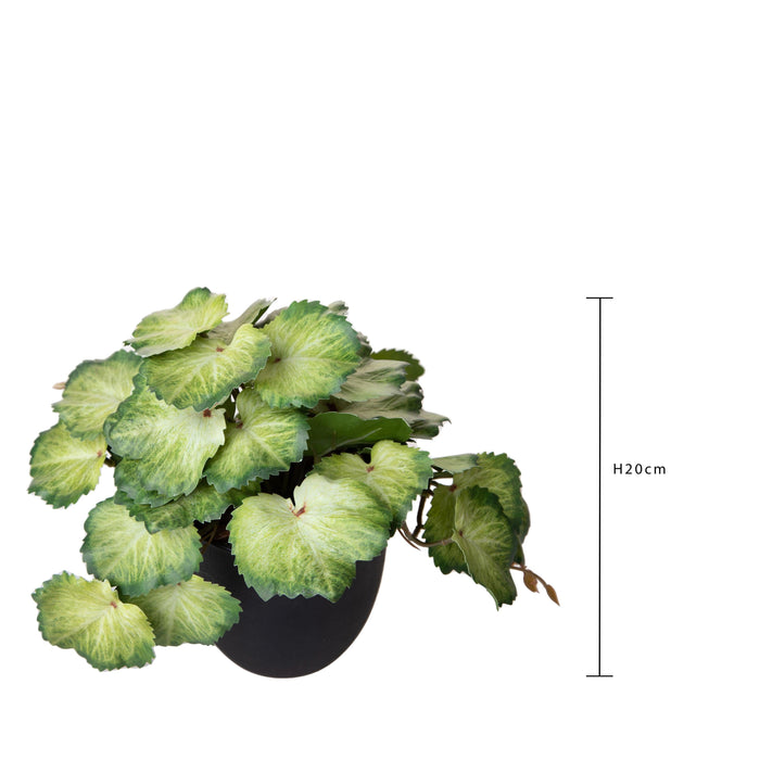 Set 3 Rami Artificiali Heuchera in Vasi 20 cm