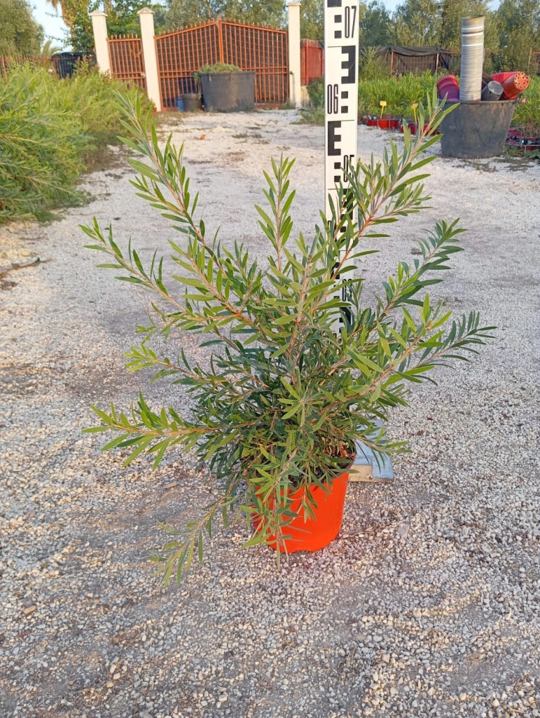 CALLISTEMON CAPTAIN COOK (PIANTA SCOVOLINO) VASO 18