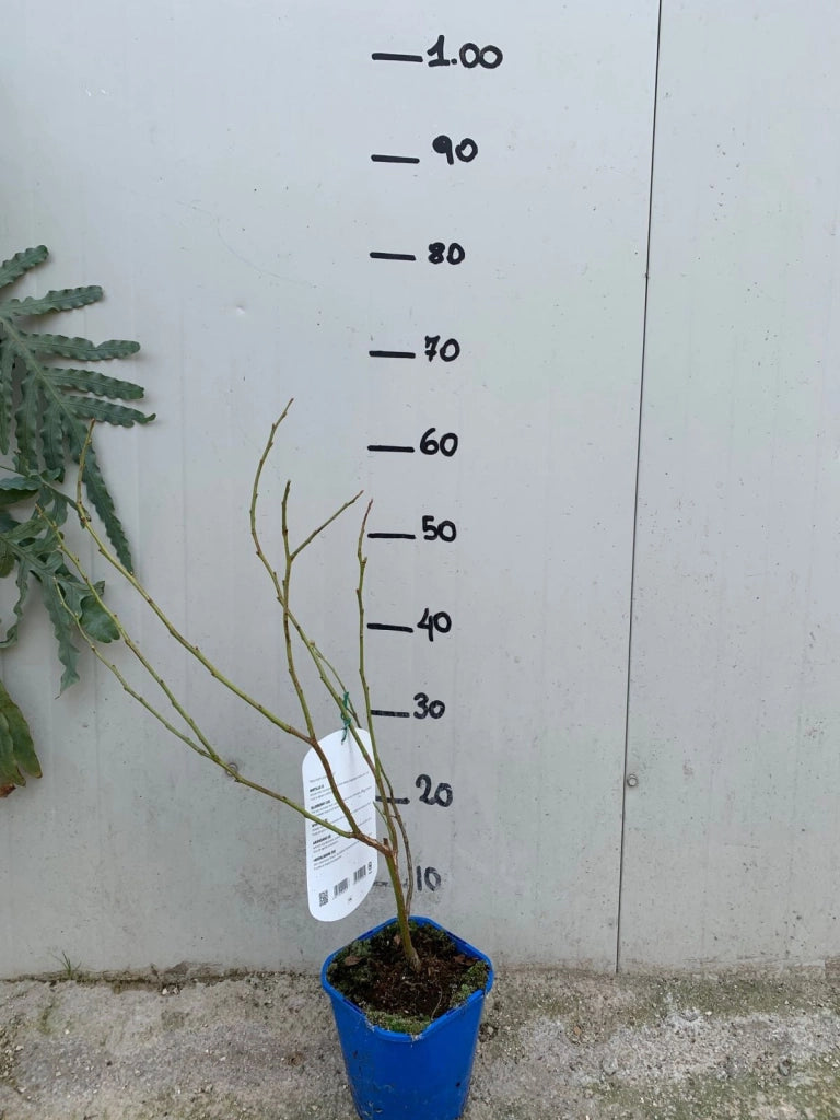 Mirtillo Americano Bluetta Precoce (Vaccinium corymbosum) vaso 18cm foto reali