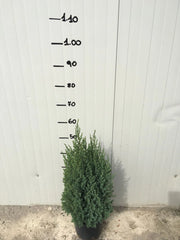 Ginepro Chinensis Stricta (Juniperus Chinensis Stricta) vaso 18cm foto reali H 60cm