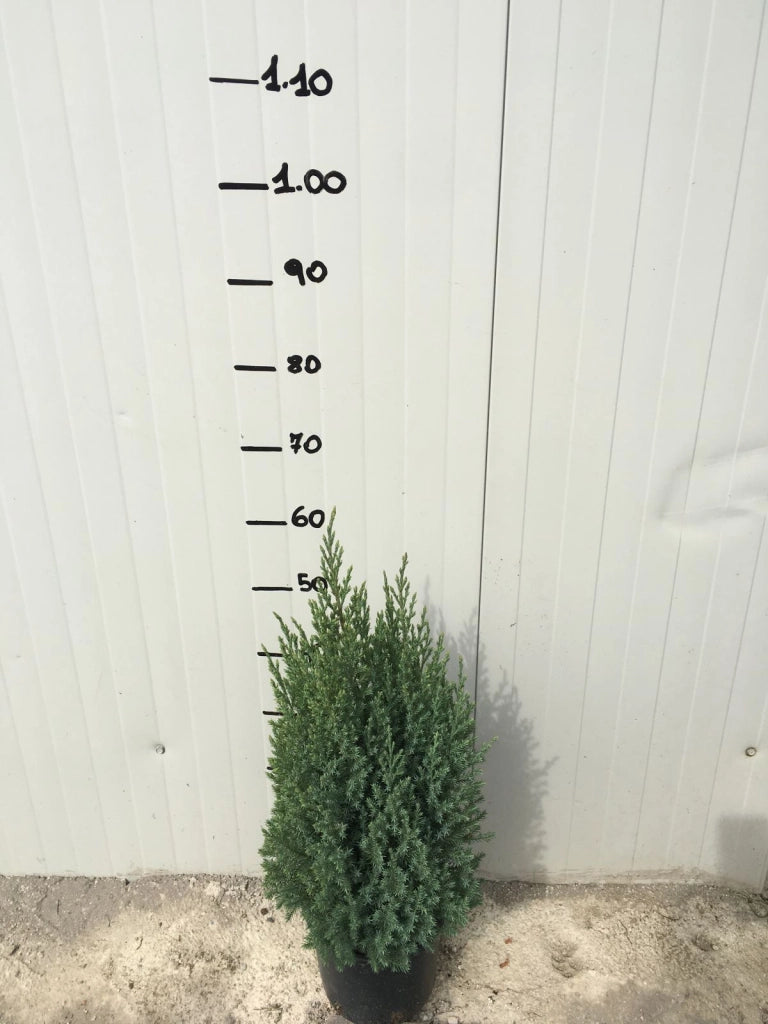 Ginepro Chinensis Stricta (Juniperus Chinensis Stricta) vaso 18cm foto reali H 60cm