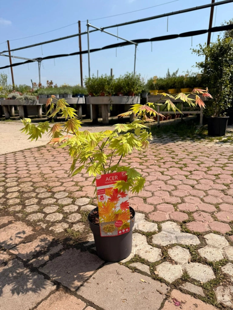 ACER SHIRASAWANUM VASO 19 Acero Giapponese Ornamentale