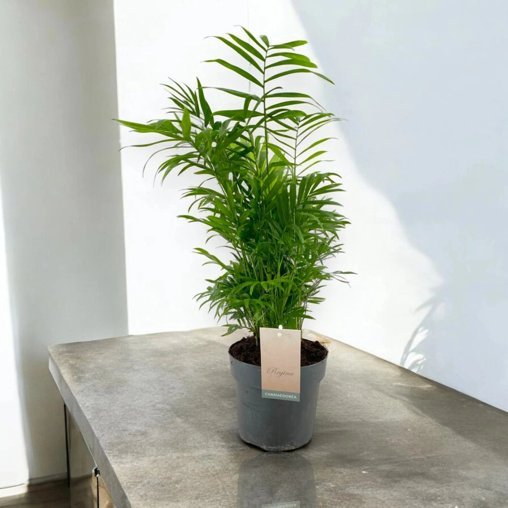 Gardenaria Chamaedorea elegans - Pianta da interno ornamentale Altezza: 60 cm (vaso 17)
