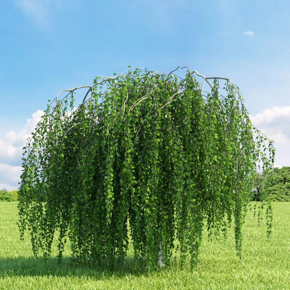 Pianta di Betulla PENDULA piangente Youngii  h 100 cm in vaso 18 cm AMDGarden