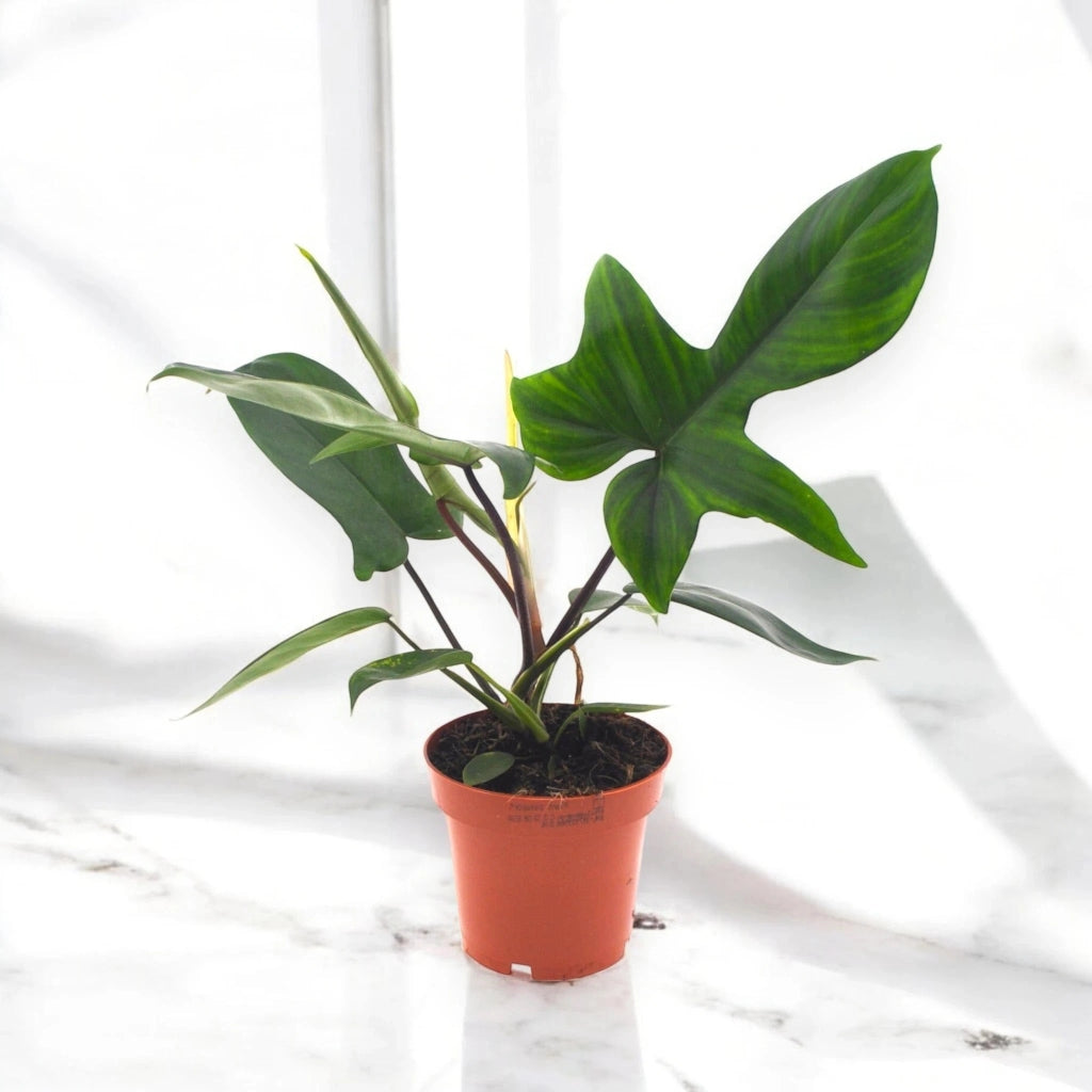 Gardenaria Philodendron 'Florida Green' - Pianta da interno ornamentale Altezza: 40 cm (vaso 12)