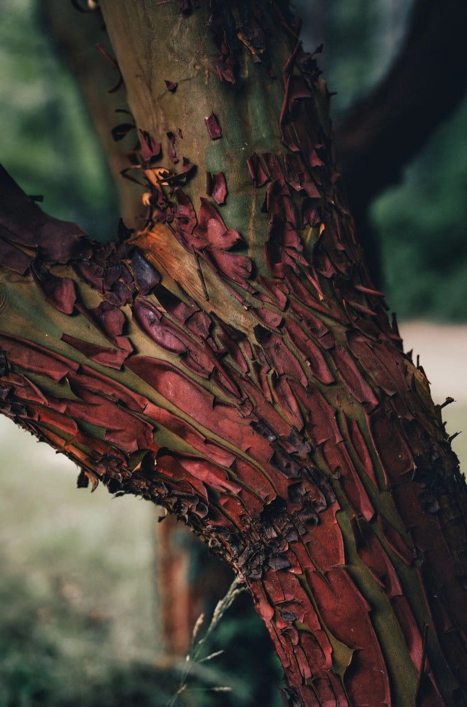 ARBUTUS UNEDO (CORBEZZOLO) VASO 40