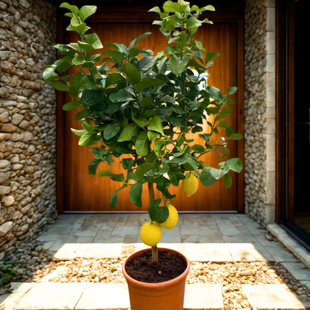 Gardenaria Limone Femminello - Citrus limon 'Femminello' - Pianta di agrume da frutto in vaso Altezza: 160 cm (vaso 35)