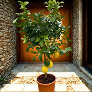 Gardenaria Limone Femminello - Citrus limon 'Femminello' - Pianta di agrume da frutto in vaso Altezza: 160 cm (vaso 35)