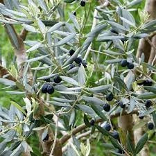 Olea EUROPEA (Olivo) - Pianta Albero Vaso 45 H 180 cm Foto Reali