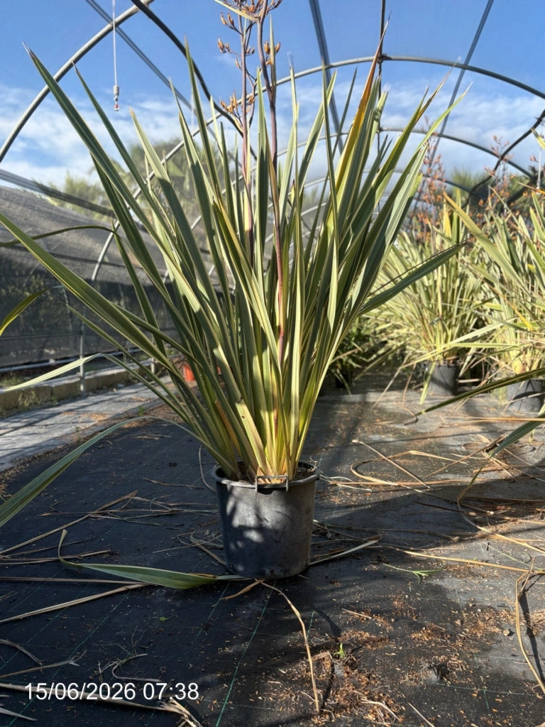 PHORMIUM TENAX VARIEGATUM VASO 40