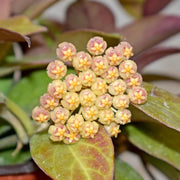HOYA SUNRISE (fiore di cera)