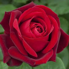 Rosa ‘Edith Piaf’ – Rosa rosso scuro profumata a fiore grande