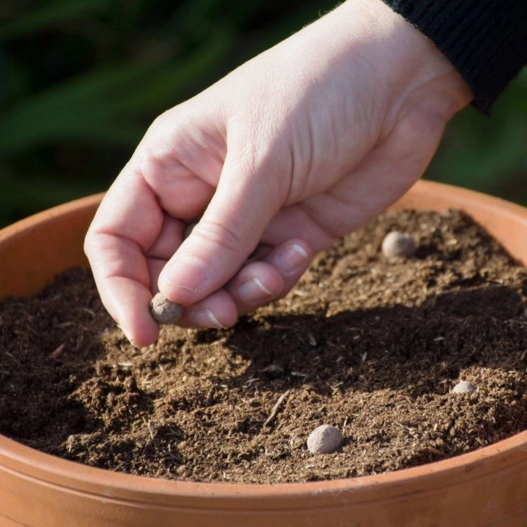 Bat Mix - mix di semi di fiori di campo Miscela Pipistrello, confezione in alluminio