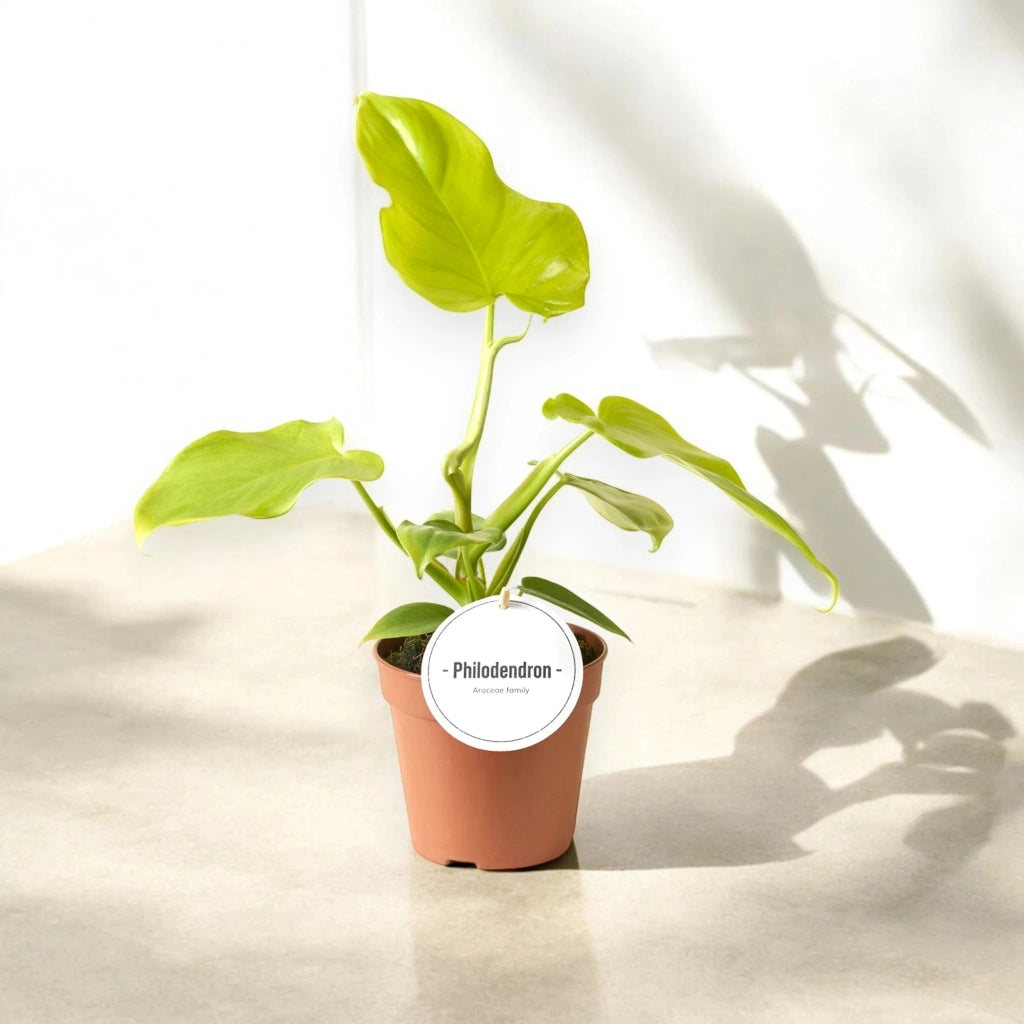 Gardenaria Philodendron 'Golden violin' - Pianta da interno ornamentale Altezza: 40 cm (vaso 12)