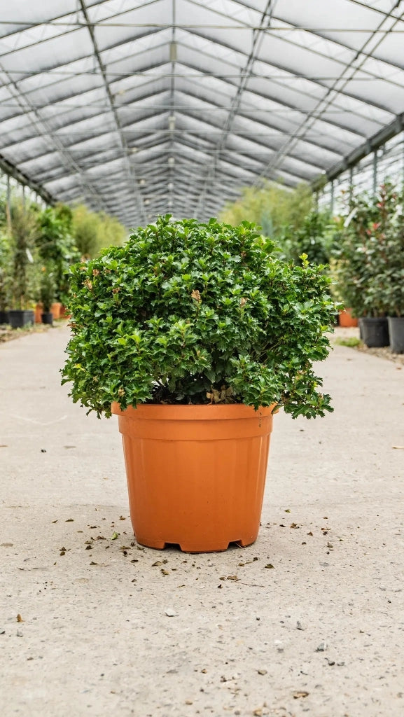 Gardenaria Agrifoglio - Ilex 'Little Rascal' - Arbusto ornamentale da giardino Altezza: 30/35 cm (vaso19)