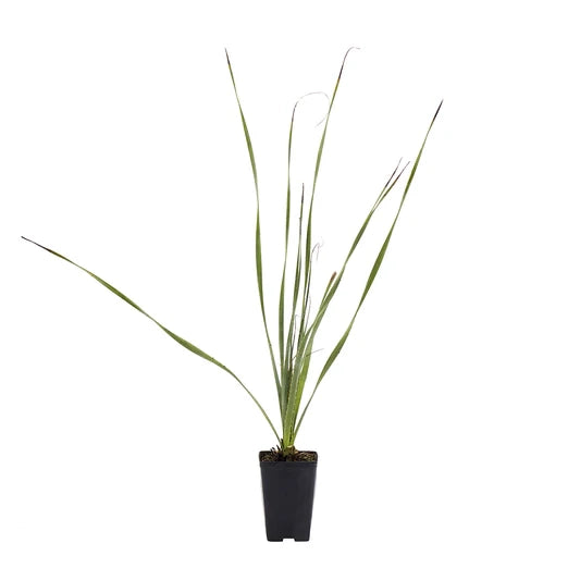 Dasylirion cedrosanum – Pianta ornamentale scultorea per giardini xerofili