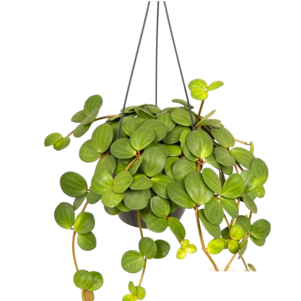 Gardenaria Peperomia tetraphylla 'Hope' - Pianta da interno ornamentale Altezza: 20 cm (vaso 14)