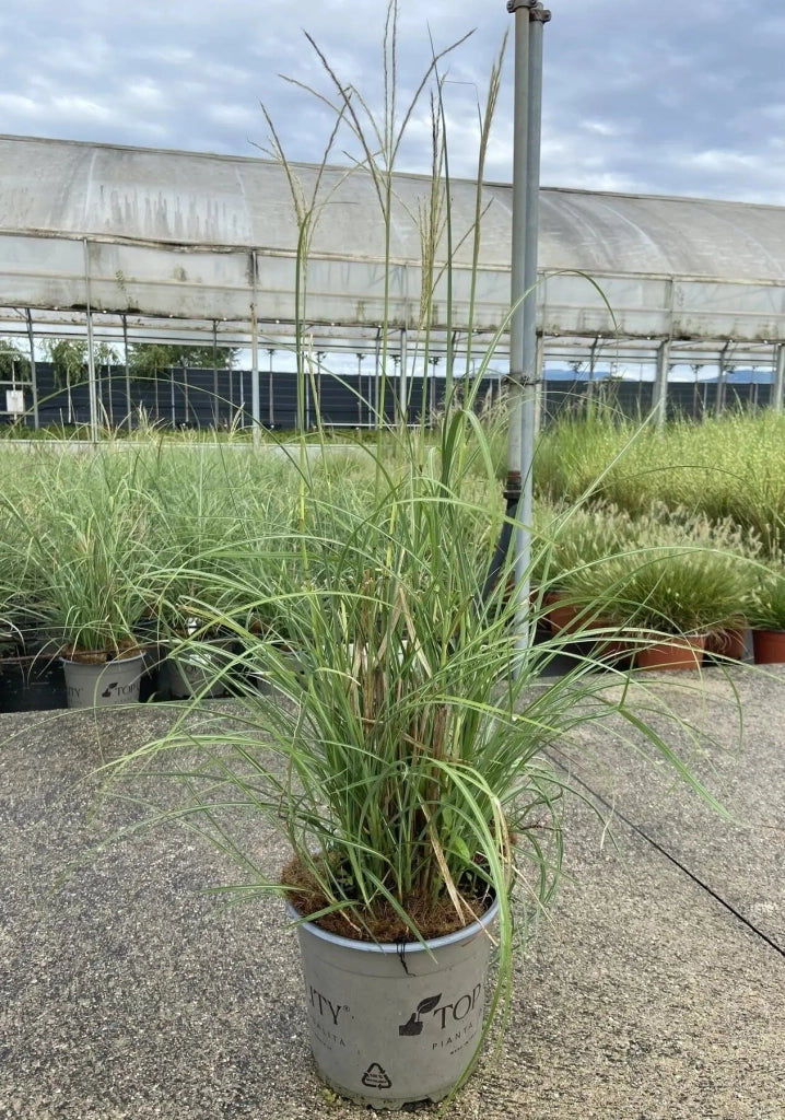Gardenaria Miscanthus sinensis 'Adagio' - Graminacea ornamentale da esterno Altezza: 60 cm (vaso 17)