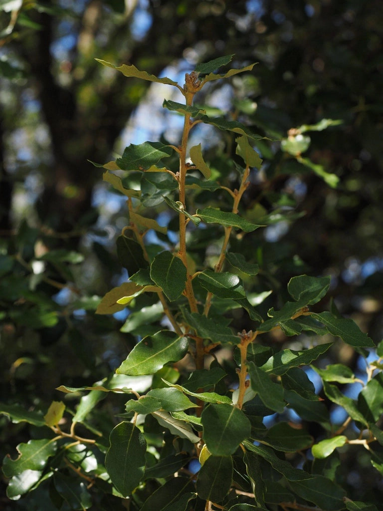 CINNAMOMUM CANPHORA (ALBERO DELLA CANFORA) VASO 18