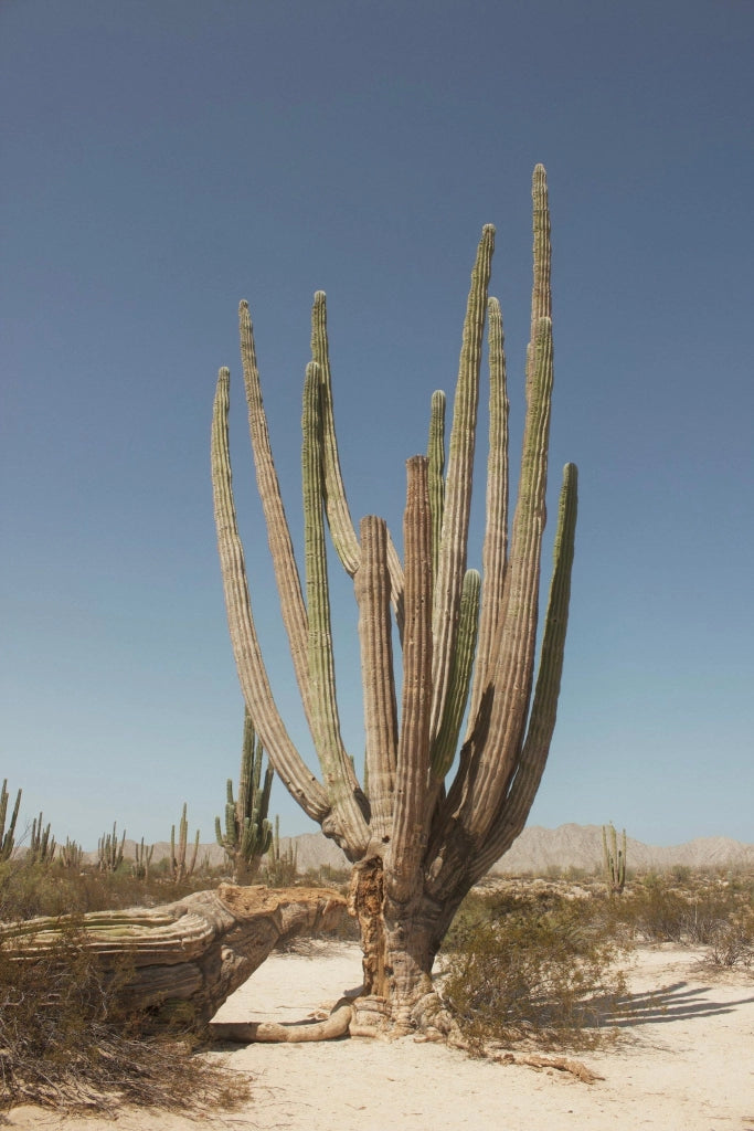 PACHYCEREUS PRINGLEI (CACTUS GIGANTE MESSICANO) VASO 25